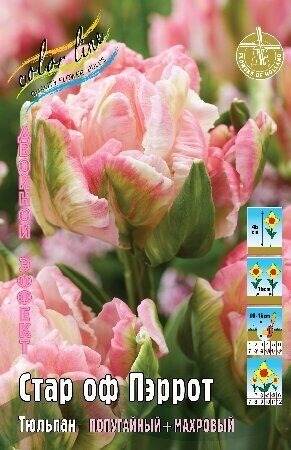 Тюльпан Стар Оф Пэррот 1шт (КолЛайн) 2шт/уп