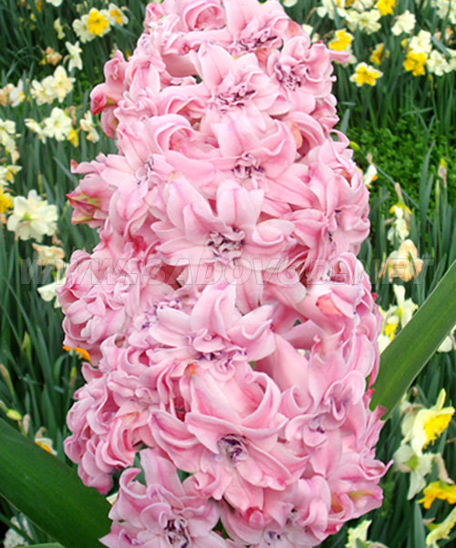 Гиацинт Розетте 14/15 1шт (Садовита) 2шт/уп