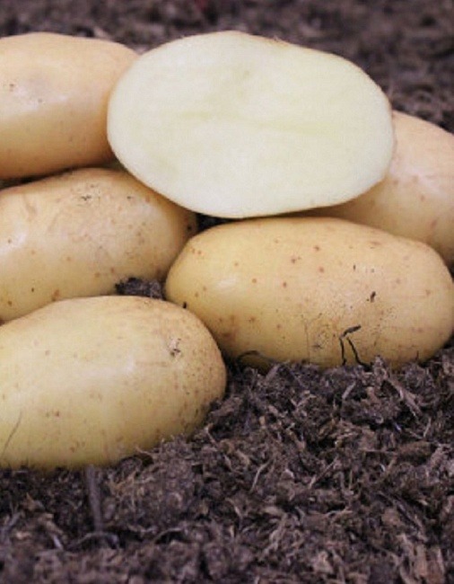 Картофель Конкурент фас.2кг/20кг/м Элита ср/ранняя, кожура желтая, мякоть белая