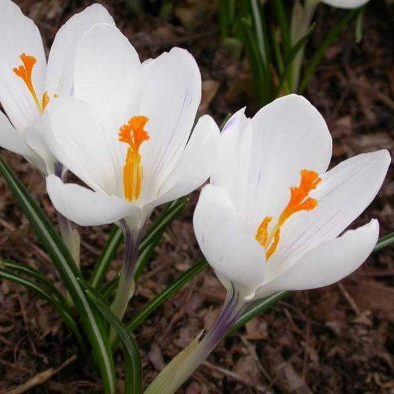 Крокус Жанна д*Арк 7/8 1шт (КолЛайн) 5шт/уп