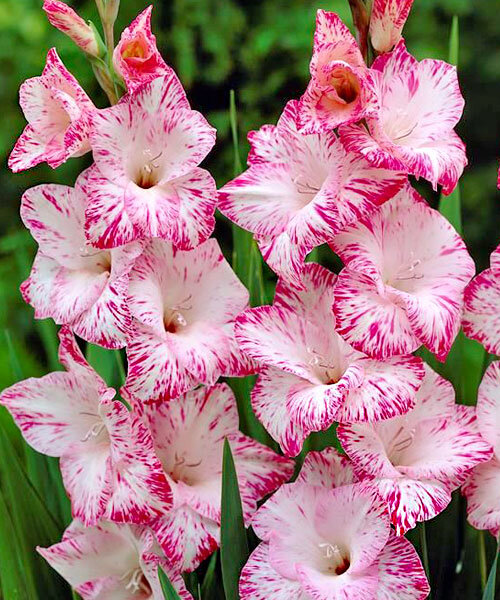 Гладиолус Май Лов 12/14 1шт (КолЛайн) 7шт/уп