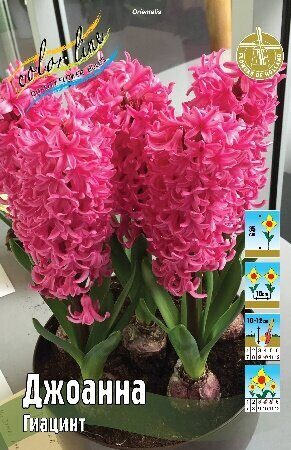 Гиацинт Джоанна 14/15 1шт (КолЛайн) 3шт/уп