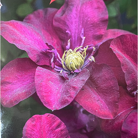 Клематис Ян III Собески 1шт (КолЛайн)