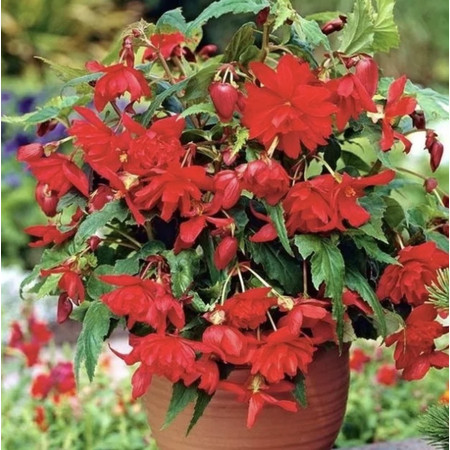 Бегония Каскад Пендула Алая 5/6 1шт (КолЛайн) 2шт/уп