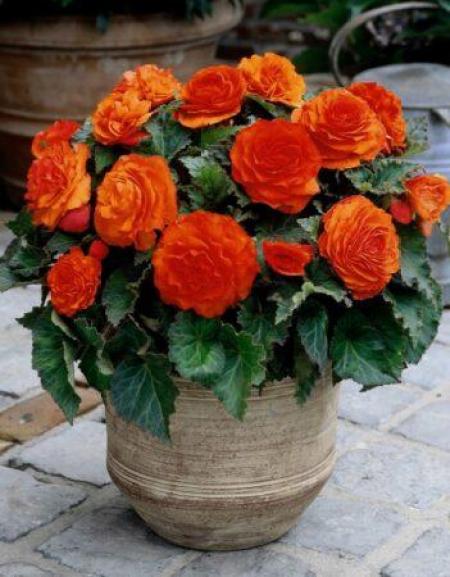 Бегония Бахромчатая Оранжевая 5/6 1шт (Садовита) 3шт/уп