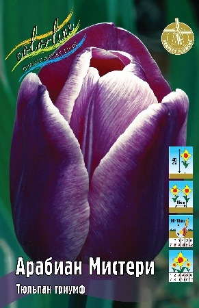 Тюльпан Арабиан Мистери 1шт (КолЛайн) 3шт/уп