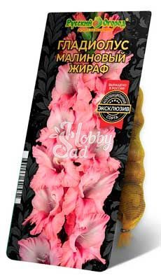 Гладиолус Малиновый жираф 10/12 1шт (НК) 5шт/уп