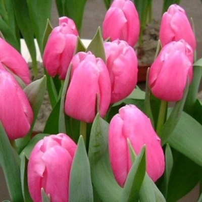 Тюльпан Джамбо Пинк 11/12  1шт (КолЛайн) 3шт/уп
