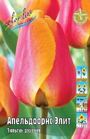 Тюльпан Апельдоорнс Элит 11/12 1шт (КолЛайн) 8шт/уп