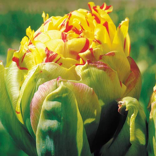 Тюльпан Фрейджюс 1шт (КолЛайн) 5шт/уп