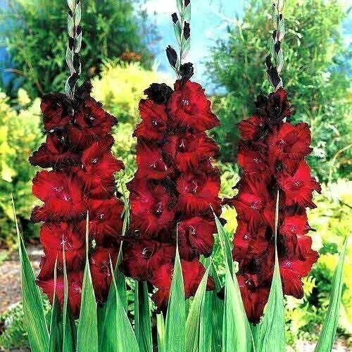 Гладиолус Блэк Джек 10/12 1шт (КолЛайн) 10шт/уп