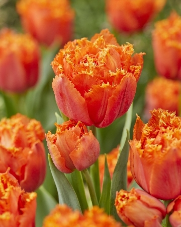 Тюльпан Орандж Пашшн 1шт (КолЛайн) 7шт/уп