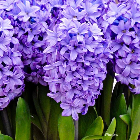 Гиацинт Минос 14/15 1шт (Садовита) 3шт/уп