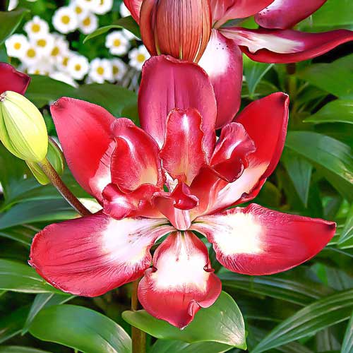 Лилия Дабл Сенсейшн 12/14 1шт (КолЛайн) 5шт/уп