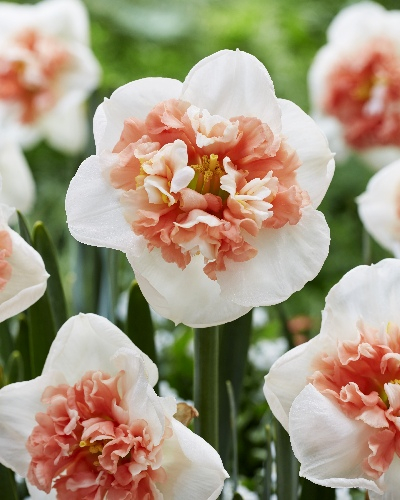 Нарцисс Файр Дрилл 12/14 1шт (КолЛайн) 5шт/уп