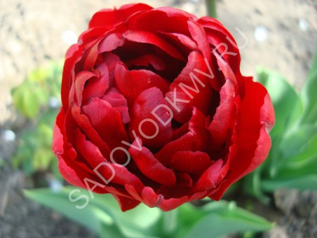 Тюльпан Ред Бейби Долл 11/12 1шт (Садовита) 10шт/уп