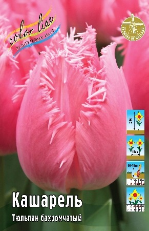 Тюльпан Кашарель 11/12  1шт (КолЛайн) 3шт/уп