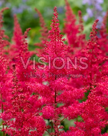 Астильба Ред Драмсет 1шт (КолЛайн)