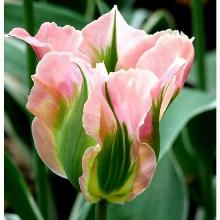 Тюльпан Чайна Таун 1шт (КолЛайн) 3шт/уп