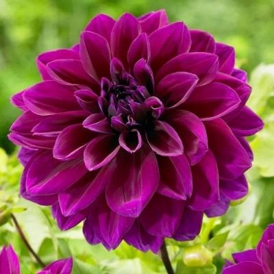 Георгина Томас А Эдисон 1шт (КолЛайн)