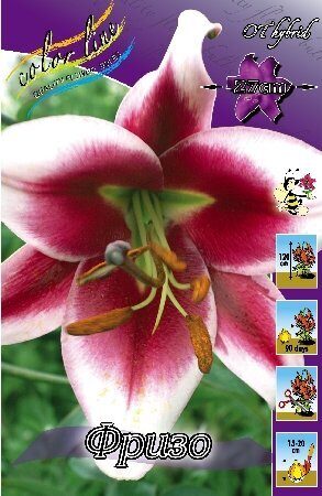 Лилия Ханимун 12/14 1шт (КолЛайн) 5шт/уп