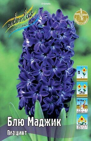 Гиацинт Блю Маджик 14\15 1шт (КолЛайн) 3шт/уп