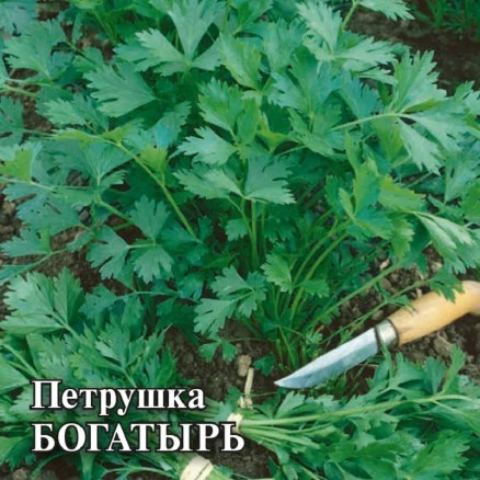 Петрушка листовая Богатырь 50г (Гавриш)