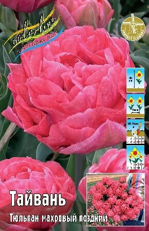 Тюльпан Тайвань 1шт (КолЛайн) 2шт/уп