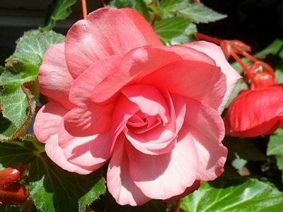 Бегония Сплендид Алфира 5/6 1шт (КолЛайн)