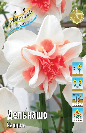 Нарцисс Дельнашо 12/14 1шт (КолЛайн) 