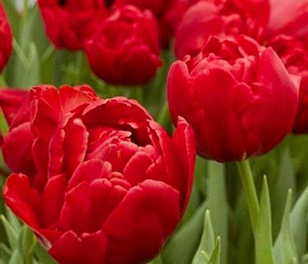 Тюльпан Абба 11/12 1шт (Садовита) 8шт/уп