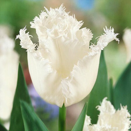 Тюльпан Дайтона 11/12 1шт (Садовита) 7шт/уп