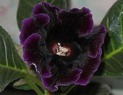 Глоксиния Принц Альберт 1шт (КолЛайн)