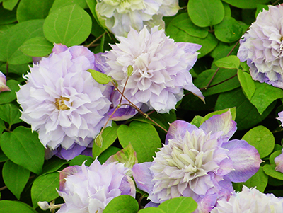 Клематис Вероника Чоис 1шт (КолЛайн) 2шт/уп