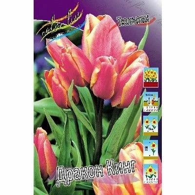 Тюльпан Дракон Кинг 1шт (КолЛайн) 8шт/уп многоцвет.