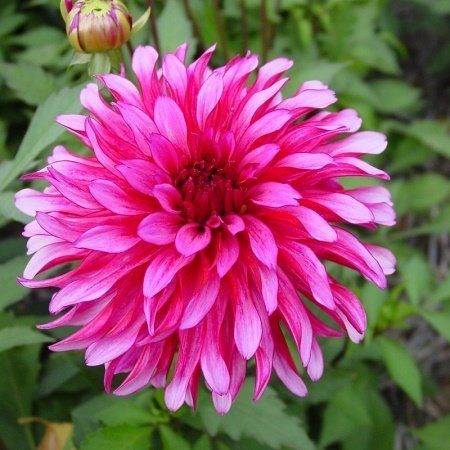 Георгина Гэллери Арт Нуво 1шт (КолЛайн)