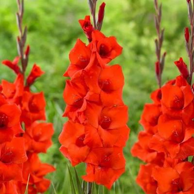 Гладиолус Магма 10/12 1шт (КолЛайн) 10шт/уп