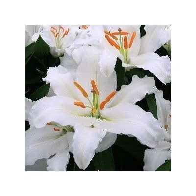 Лилия Фулл Мун 12/14 1шт (КолЛайн) 2шт/уп