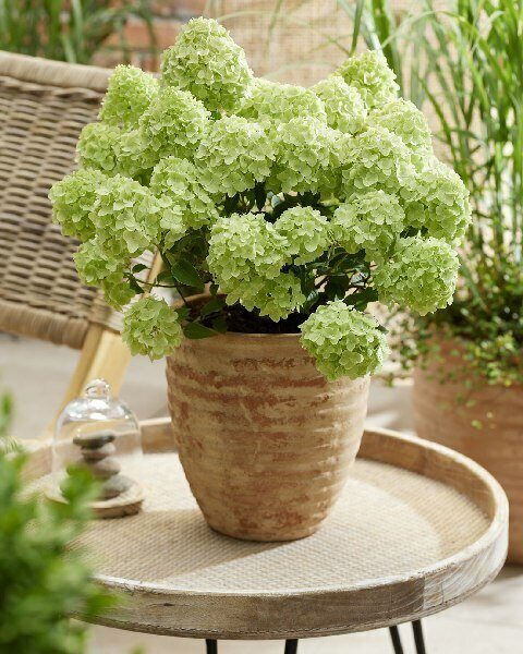 Гортензия Петит Черри 1шт (КолЛайн)