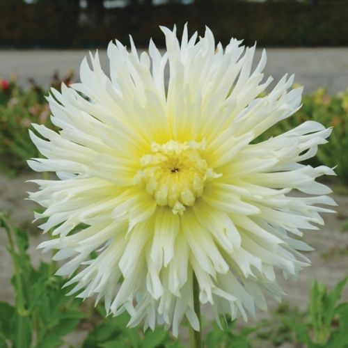 Георгина Айс Кристалл 1шт (КолЛайн) 