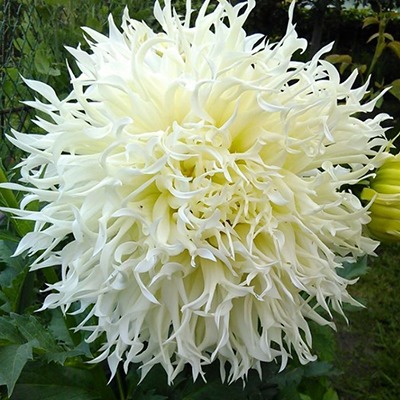 Георгина Цуки-Йори-Ношиша 1шт (КолЛайн)