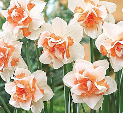 Нарцисс Реплит 10/12 1шт (Садовита) 8шт/уп