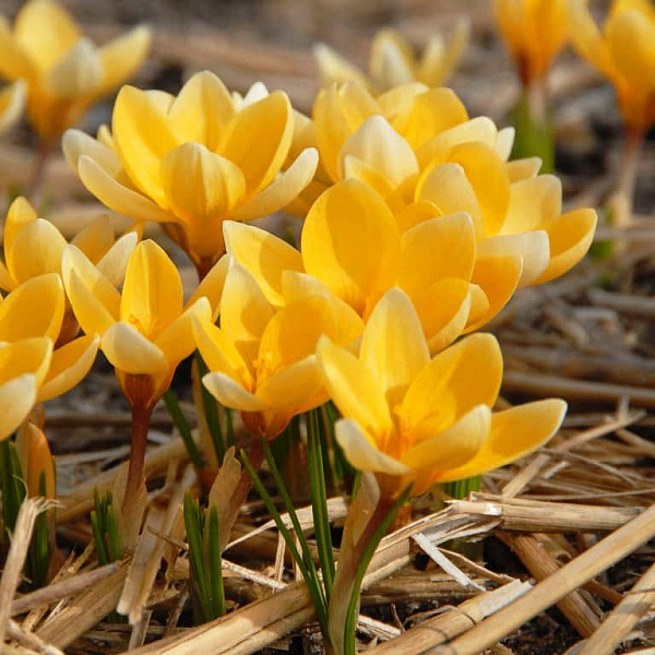 Крокус Голден Йеллоу 1шт (КолЛайн) 10шт/уп