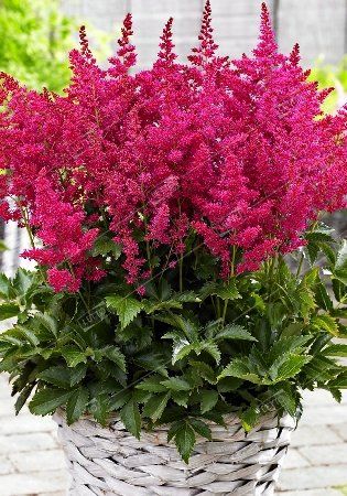 Астильба Юник Руби Ред 1шт (КолЛайн) 