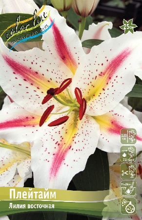 Лилия Плейтайм 12/14 1шт (КолЛайн) 5шт/уп