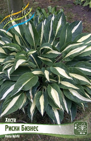 Хоста Риски Бизнес 1шт (КолЛайн)