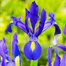 Ирис Дискавери 8/9 1шт (Садовита) 10шт/уп