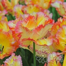 Тюльпан Карибиан Пэррот 11/12 1шт (КолЛайн) 5шт/уп