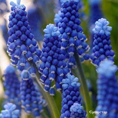Мускари Суперстар 8/9 1шт КолЛайн (10шт/уп)