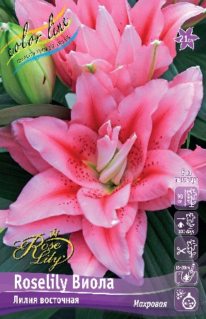 Лилия Roselily&Виола 16/18 1шт (КолЛайн) 3шт/уп